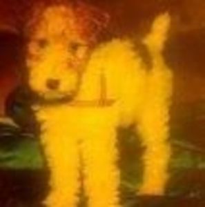 Meet your Posher, Naomi